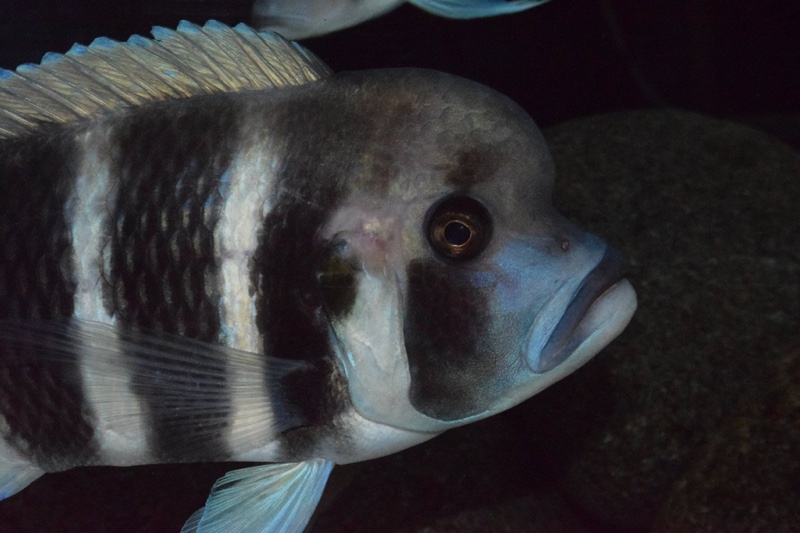 Cyphotilapia frontosa 'Kigoma'